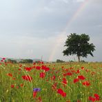 Regenbogen im Mohn