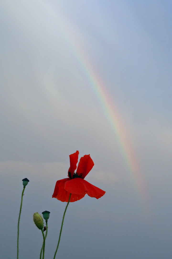 Regenbogen im Mohnfeld