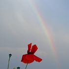 Regenbogen im Mohnfeld