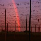 Regenbogen im Netz