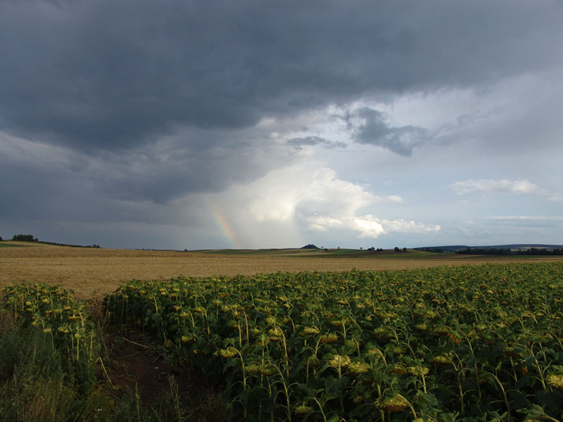 Regenbogen im Sonnenblumenfeld