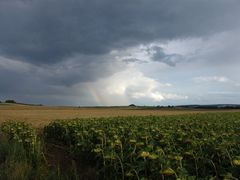 Regenbogen im Sonnenblumenfeld