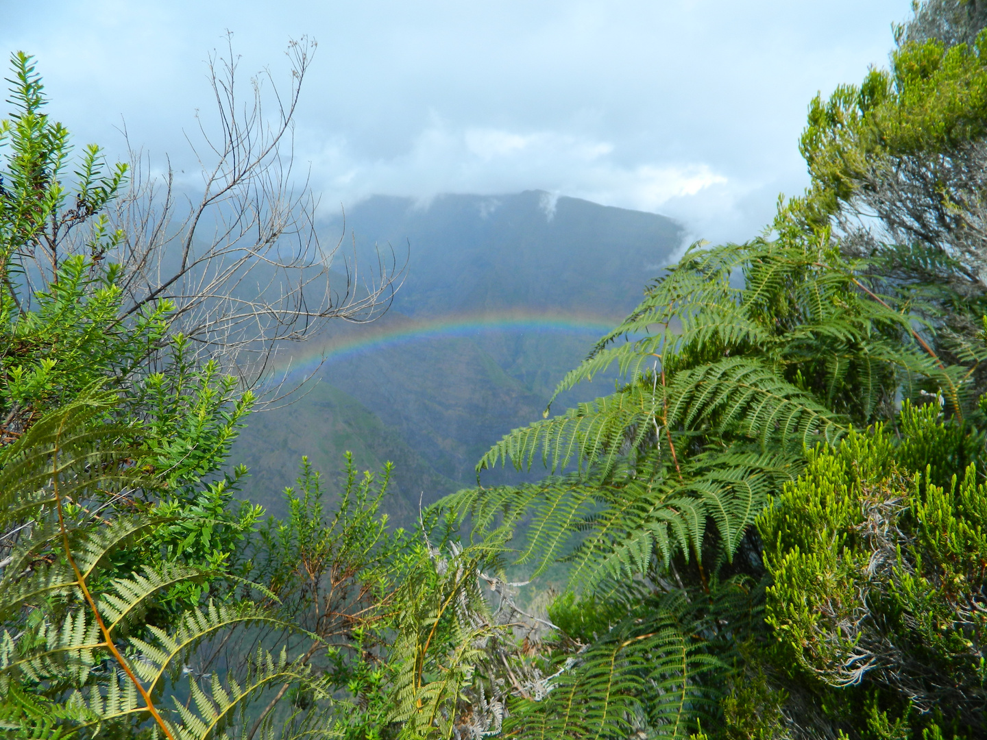 Regenbogen im Urwald von La Réunion