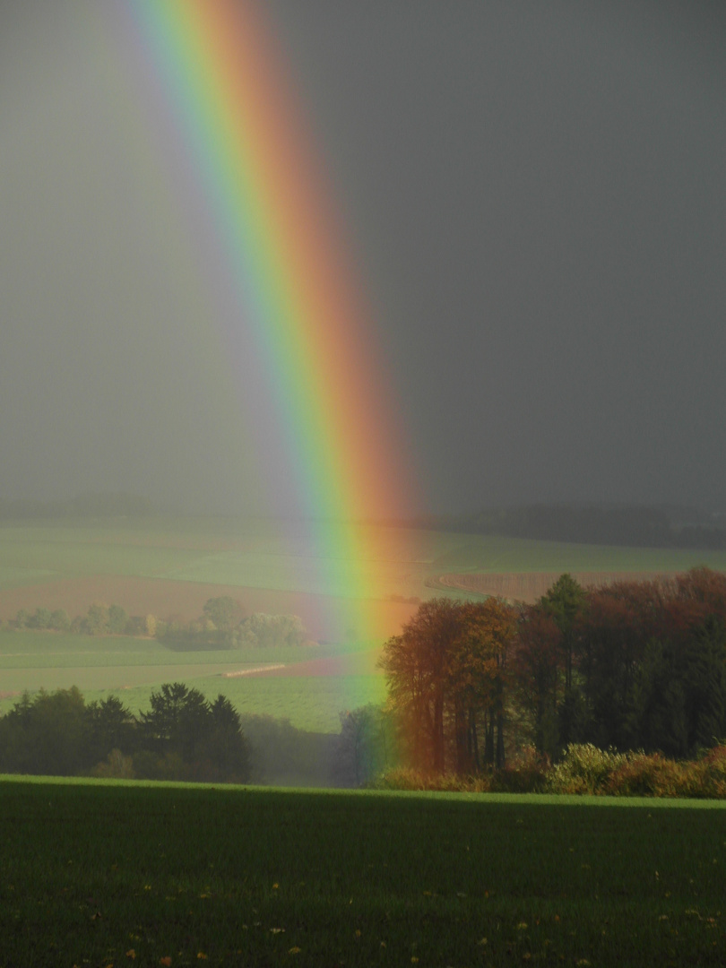 Regenbogen im Wald