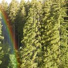 Regenbogen im Wald