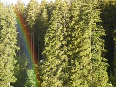 Regenbogen im Wald