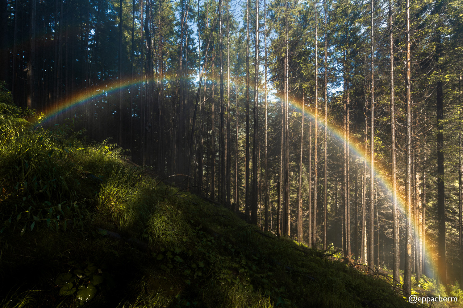 Regenbogen im Wald