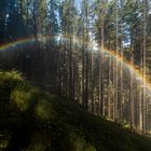 Regenbogen im Wald