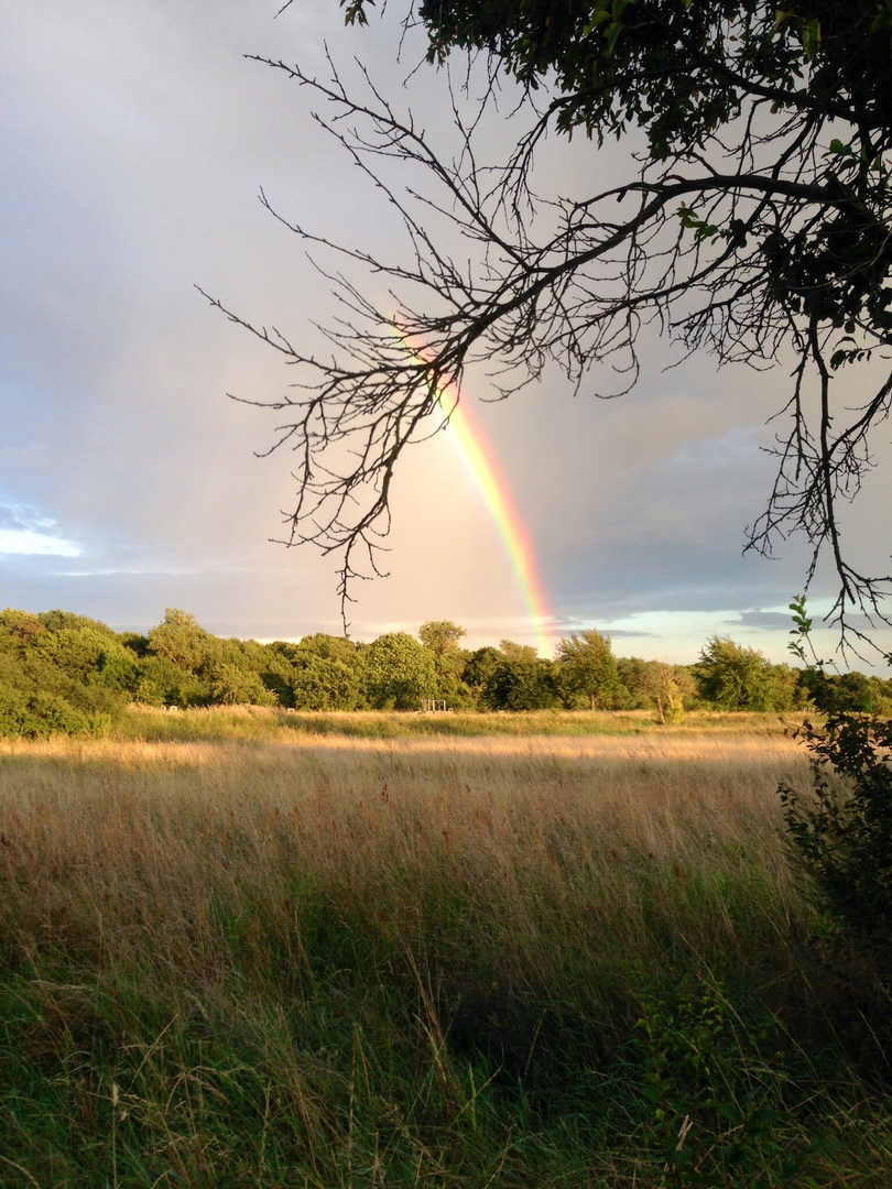 Regenbogen in den Spandauer Rieselfeldern in Berlin