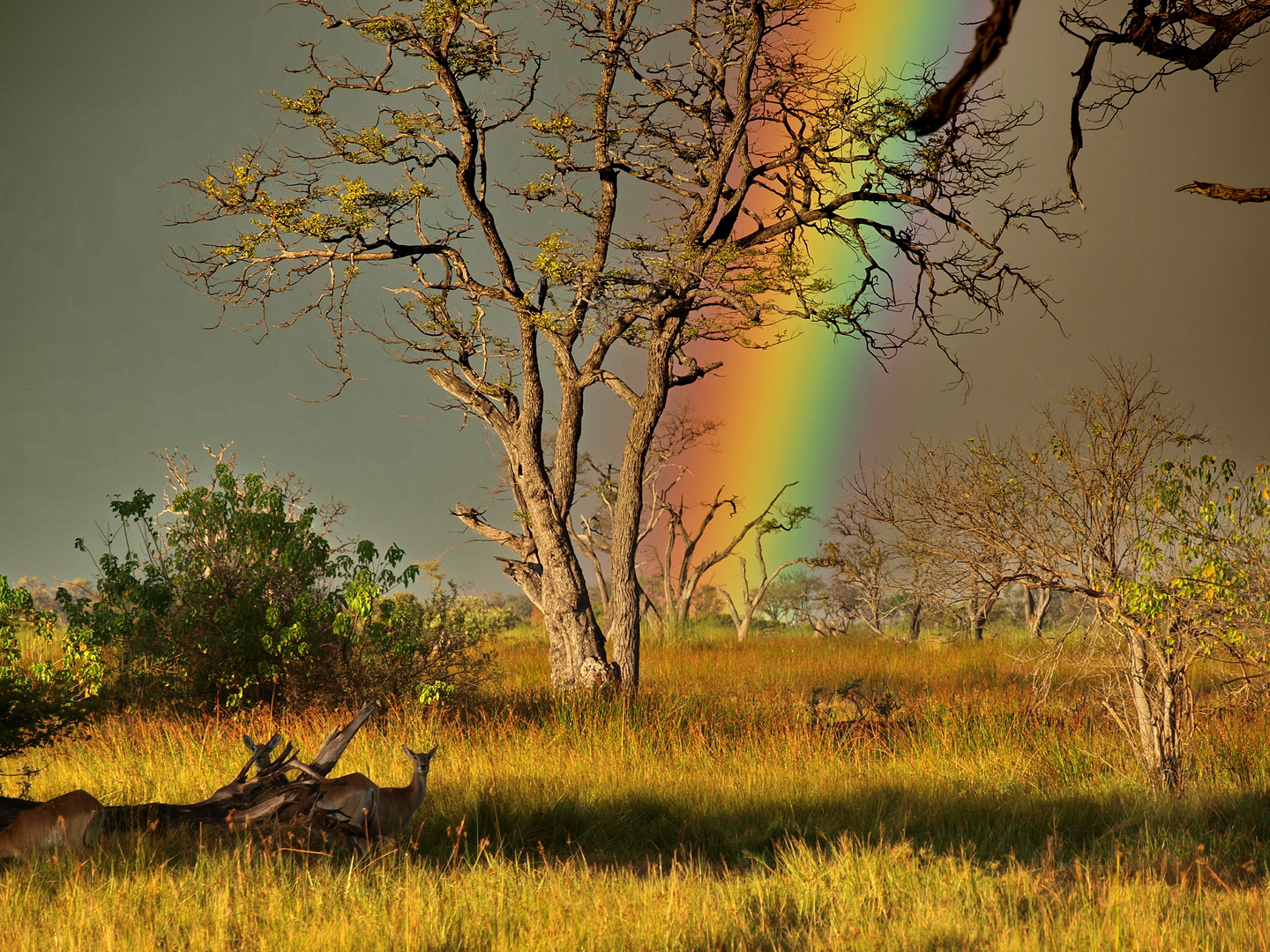 Regenbogen in der Wildnis