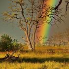 Regenbogen in der Wildnis
