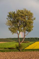 Regenbogen in Elsbeere