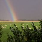 Regenbogen in Oldenswort / Eiderstedt