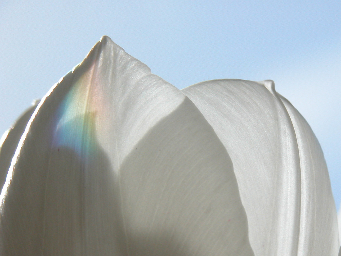 Regenbogen in weißer Tulpe