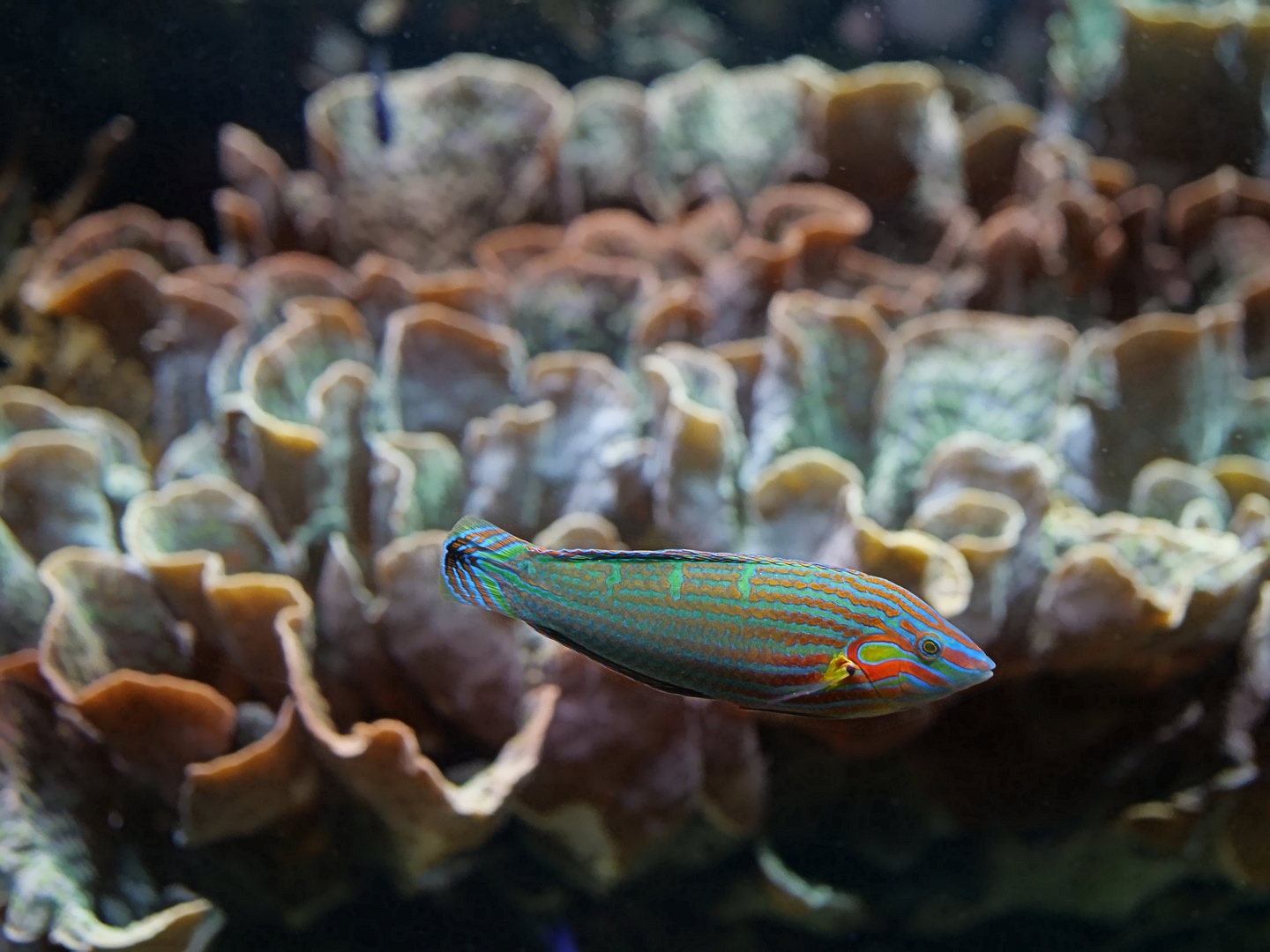 Regenbogen Lippfisch