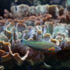 Regenbogen Lippfisch