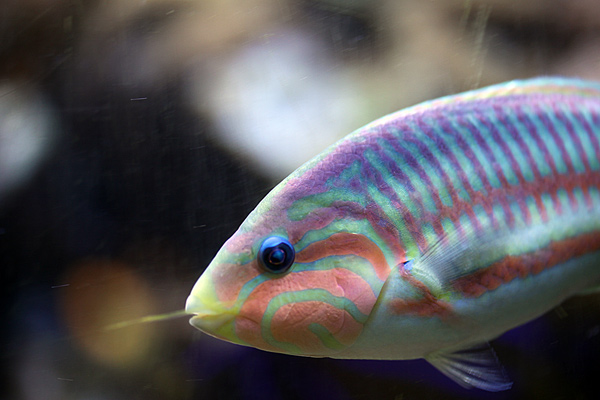 Regenbogen Lippfisch