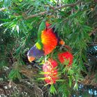 Regenbogen-Lori (Trichoglossus haematodus) am Straßenrand in Sydney