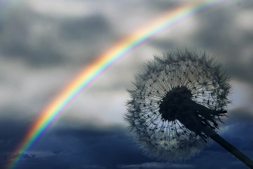 Regenbogen mit Pusteblume