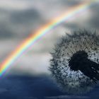 Regenbogen mit Pusteblume