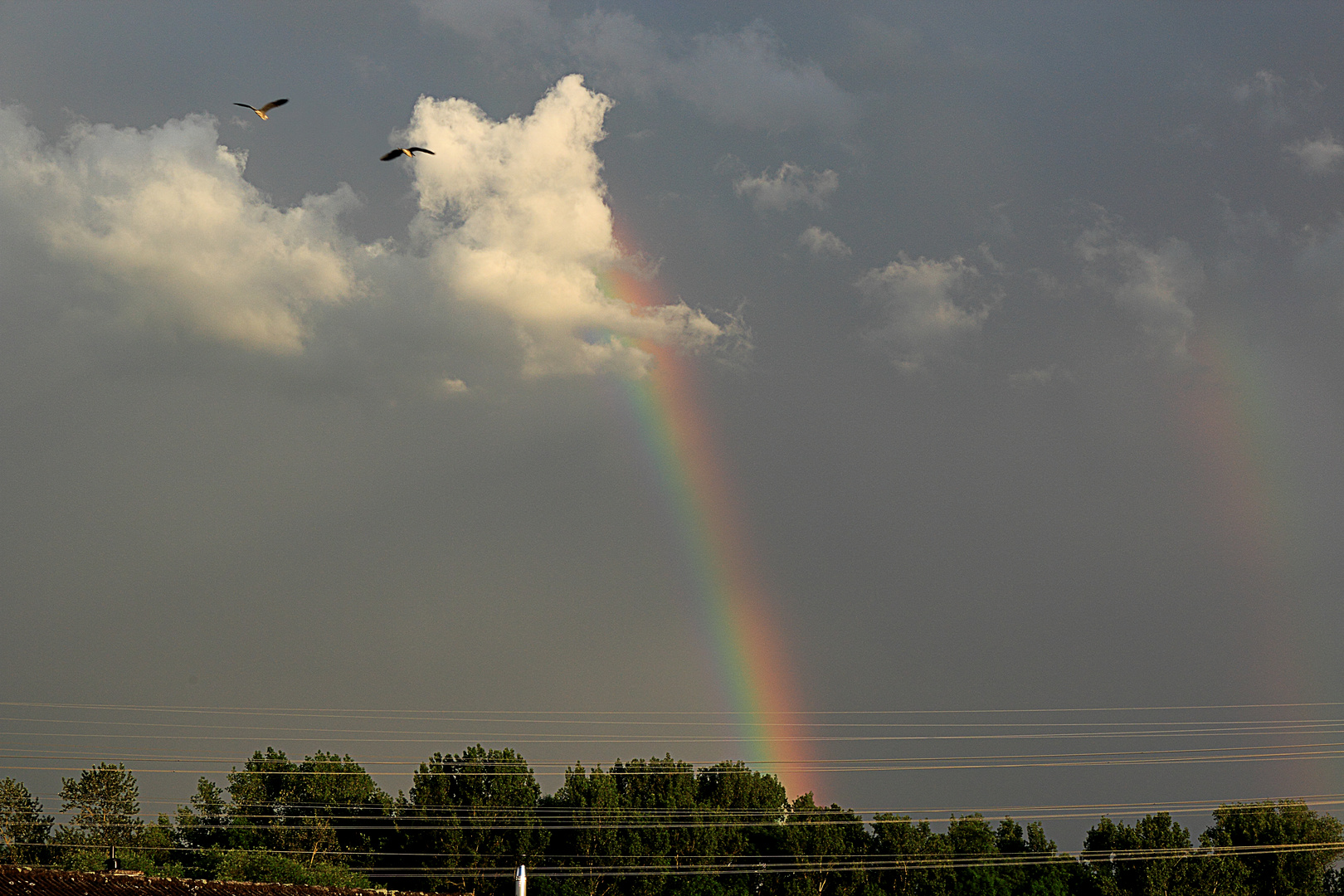 Regenbogen mit Störchen