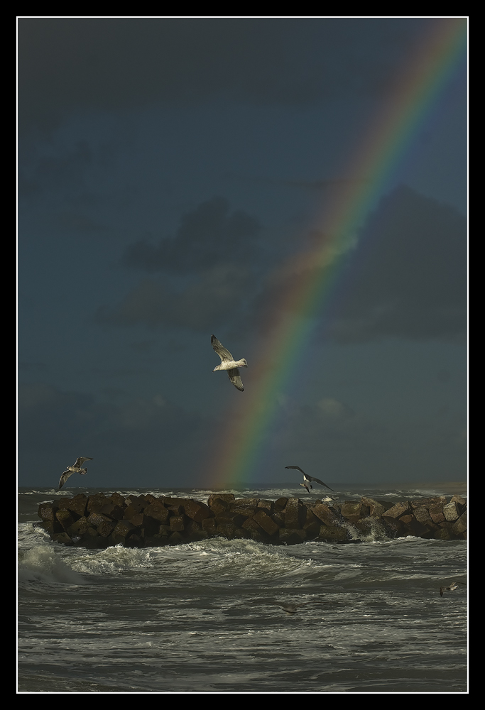 Regenbogen Möwe