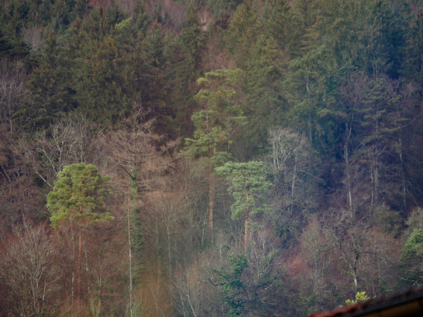 Regenbogen-Nebel-Wald