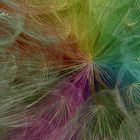 Regenbogen Pusteblume