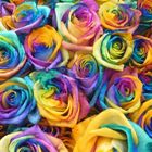 Regenbogen-Rose