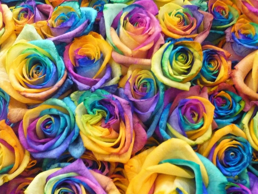 Regenbogen-Rose von Michaela Weinhold 