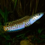 Regenbogen-Schlangenkopffisch (Channa bleheri)