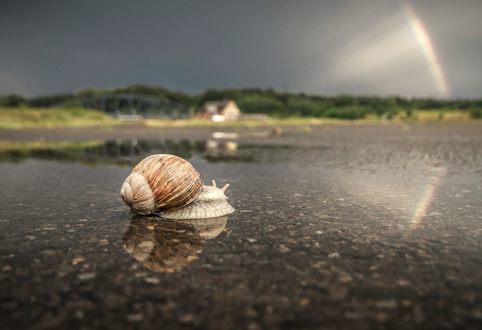 Regenbogen Schnecke