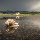 Regenbogen Schnecke