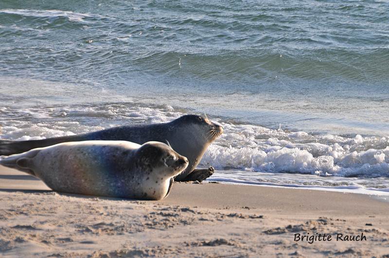 "Regenbogen-Seehund"