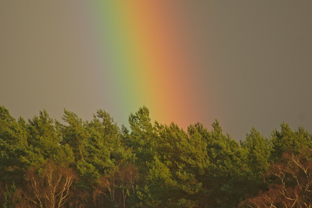 Regenbogen trifft auf Baum