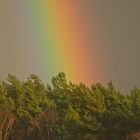 Regenbogen trifft auf Baum