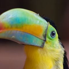 Regenbogen-Tucan