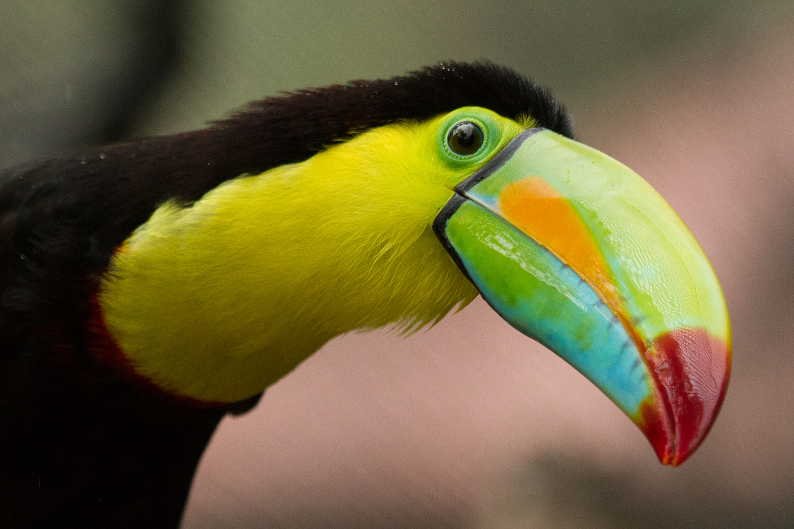 Regenbogen-Tucan in Costa Rica