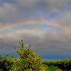 Regenbogen über dem Alten Land