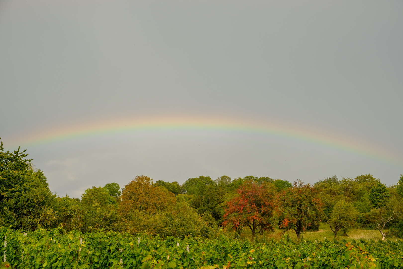 Regenbogen über dem Weinberg