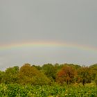 Regenbogen über dem Weinberg