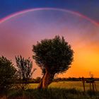 Regenbogen über der Döberitzer Heide