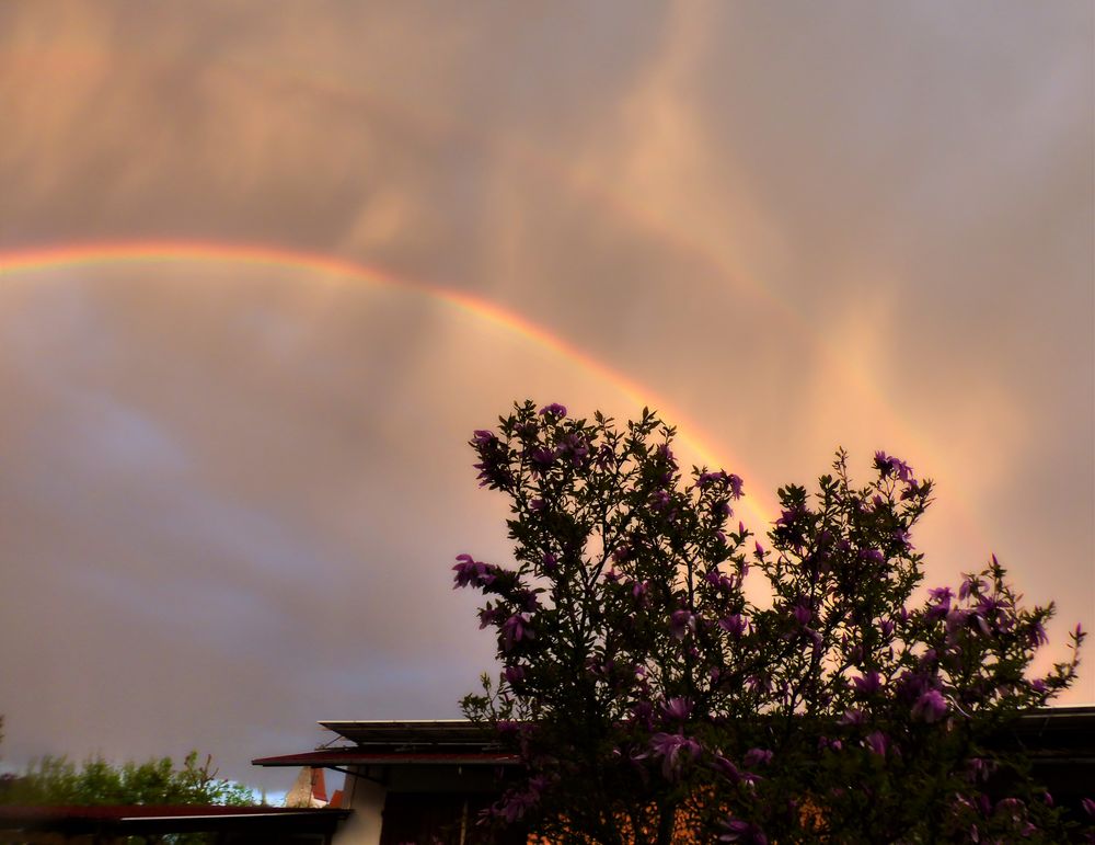 Regenbogen über meiner Magnolie