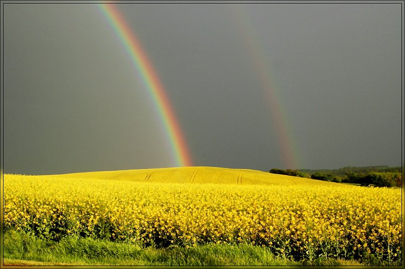 Regenbogen über Raps