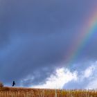 Regenbogen über Rheinhessen