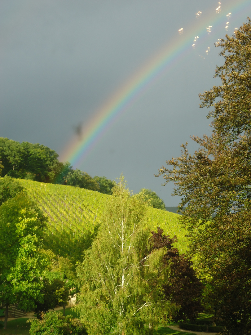 Regenbogen über Weinberg