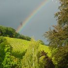 Regenbogen über Weinberg