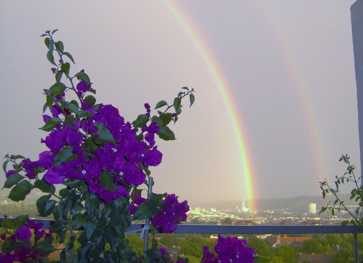 Regenbogen und Bouganvilla