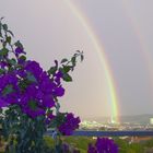 Regenbogen und Bouganvilla