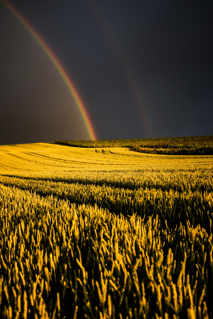Regenbogen und goldenes Feld 